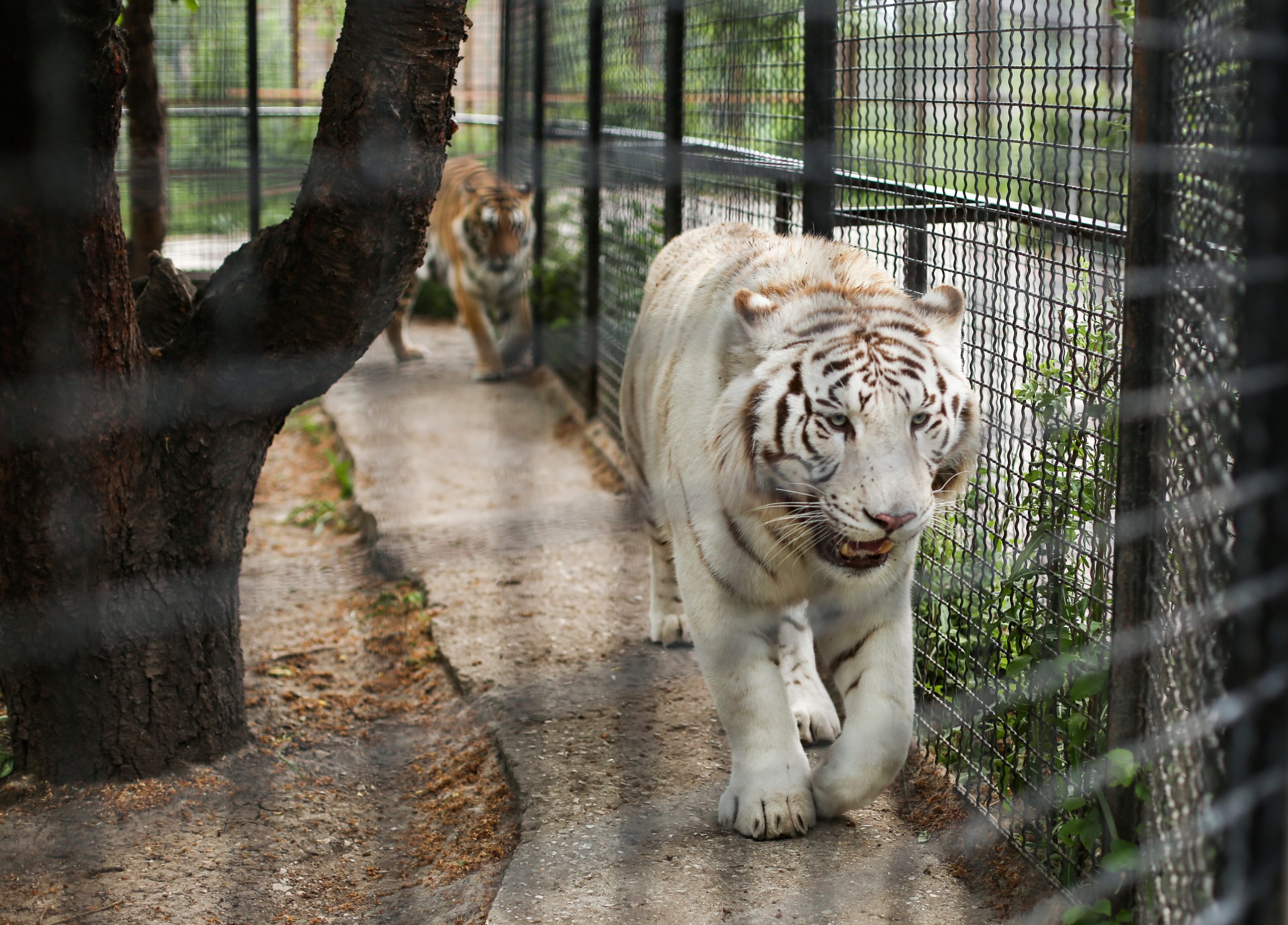 White tiger walking behind caged fence