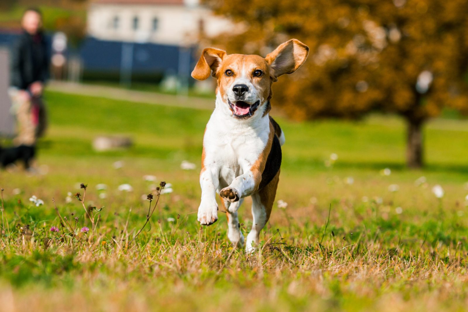 Beagle running through the grass