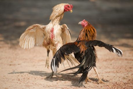 Two roosters fighting at cockfighting event