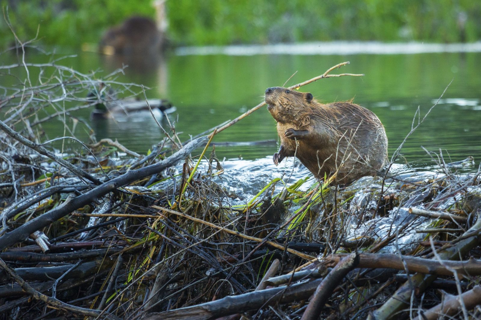 South Carolina County Encourages Citizens to Kill Beavers and Bring in Their Front Paws for Compensation