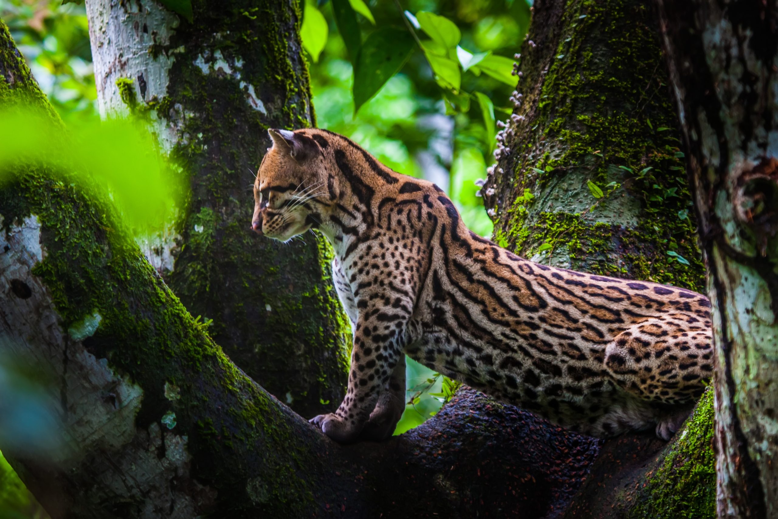 Leopard standing on tree trunk and looking down