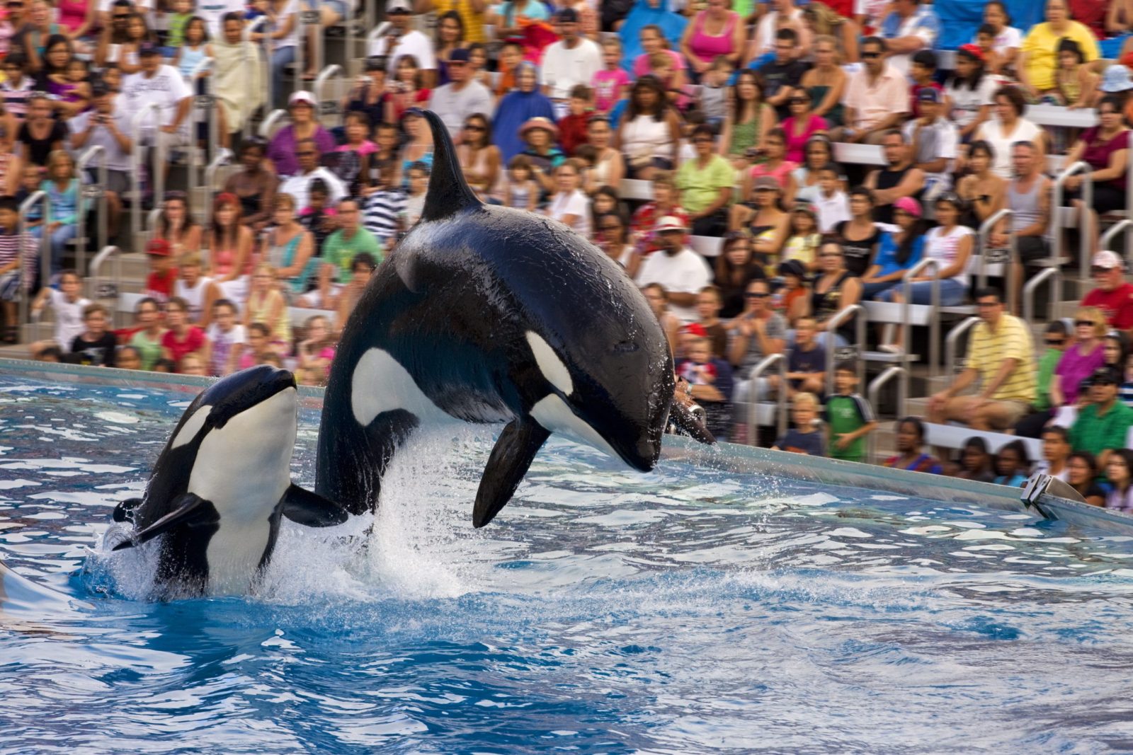 Three Captive Orcas Violently Attack Each Other at SeaWorld Just One Day After Orca Nakai Died
